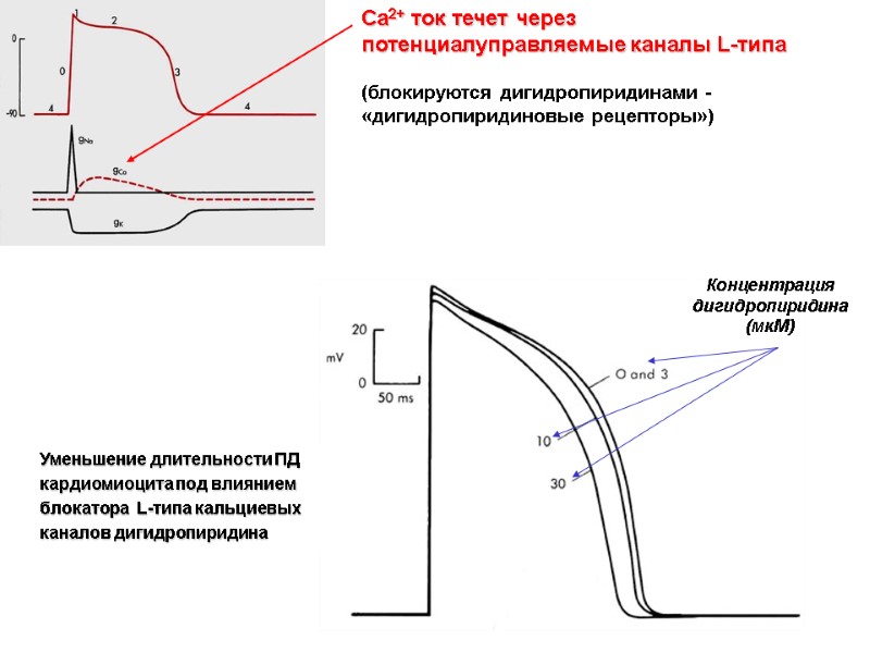 Уменьшение длительности ПД кардиомиоцита под влиянием блокатора L-типа кальциевых каналов дигидропиридина Концентрация Уменьшение длительности ПД кардиомиоцита под влиянием блокатора L-типа кальциевых каналов дигидропиридина Концентрация